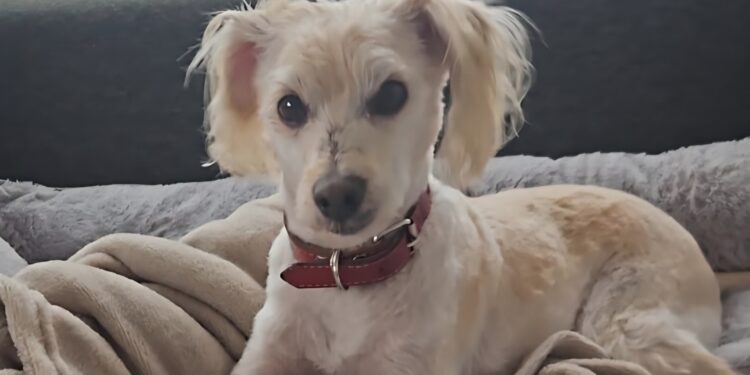 🐩En estos días de lluvia, protege a tu mascota: ellos también necesitan un hogar cálido ❤️☔