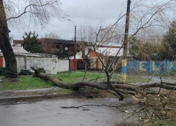 TEMPORAL EN ÑUBLE 🌧AHORA Caída de árbol en la vía pública en Chillán.