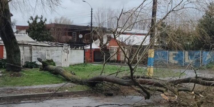 TEMPORAL EN ÑUBLE 🌧AHORA Caída de árbol en la vía pública en Chillán.