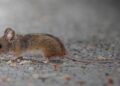 El 65% de las enfermedades infecciosas humanas tiene origen animal: ¿cómo ocurre el contagio?