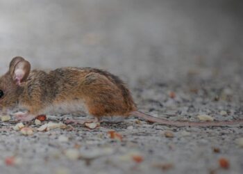 El 65% de las enfermedades infecciosas humanas tiene origen animal: ¿cómo ocurre el contagio?